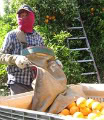 farm labour